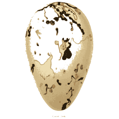 Pale egg with black scrawls - Coloured Figures of the Eggs of British Birds - 1896