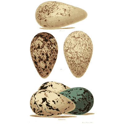 Speckled eggs with a teal egg - Coloured Figures of the Eggs of British Birds - 1896