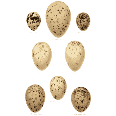 Brown and grey blotched eggs - Coloured Figures of the Eggs of British Birds - 1896