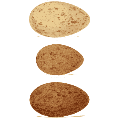 Three brown washed eggs - Coloured Figures of the Eggs of British Birds - 1896