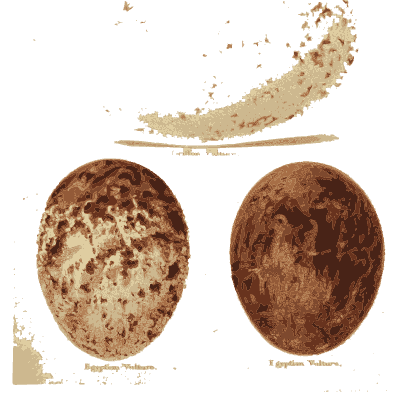 Single red brown egg - Coloured Figures of the Eggs of British Birds - 1896