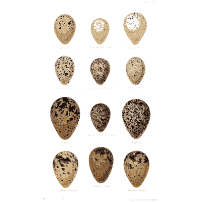 Grid of blotched eggs - Coloured Figures of the Eggs of British Birds - 1896