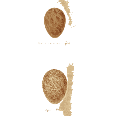 Grid of small eggs 01 - Coloured Figures of the Eggs of British Birds - 1896