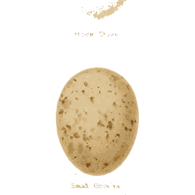 Large freckled egg - Coloured Figures of the Eggs of British Birds - 1896