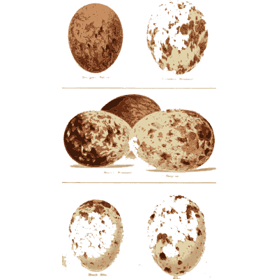 Groups of blotched eggs - Coloured Figures of the Eggs of British Birds - 1896
