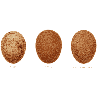 Brown and rust eggs - Coloured Figures of the Eggs of British Birds - 1896
