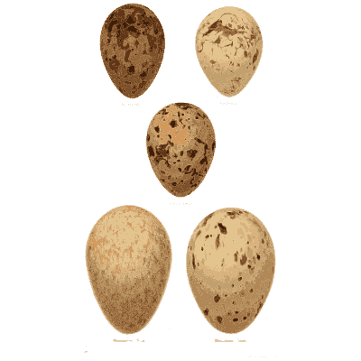 Four dark blotched eggs - Coloured Figures of the Eggs of British Birds - 1896