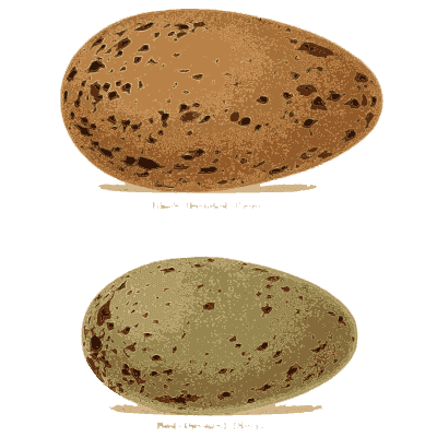 Brown and green blotched eggs - Coloured Figures of the Eggs of British Birds - 1896