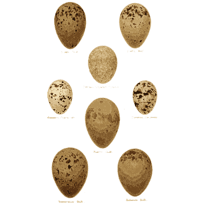 Speckled eggs of several sizes - Coloured Figures of the Eggs of British Birds - 1896