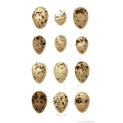 Four rows of small speckled eggs - Coloured Figures of the Eggs of British Birds - 1896