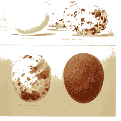 Blotched and red brown eggs - Coloured Figures of the Eggs of British Birds - 1896