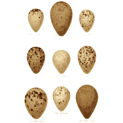 Nine speckled eggs - Coloured Figures of the Eggs of British Birds - 1896