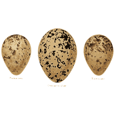 Three black blotched eggs - Coloured Figures of the Eggs of British Birds - 1896