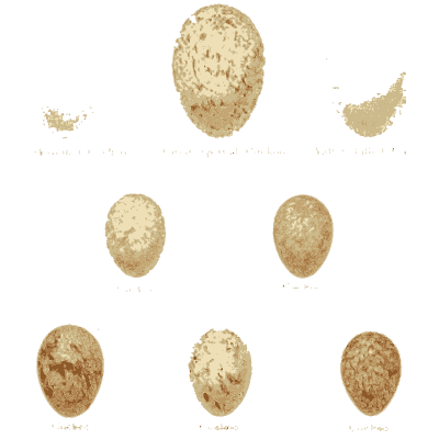 Small scattered eggs - Coloured Figures of the Eggs of British Birds - 1896