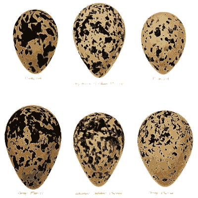 Six boldly blotched eggs - Coloured Figures of the Eggs of British Birds - 1896