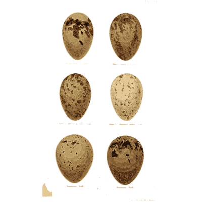 Six brown speckled eggs 02 - Coloured Figures of the Eggs of British Birds - 1896