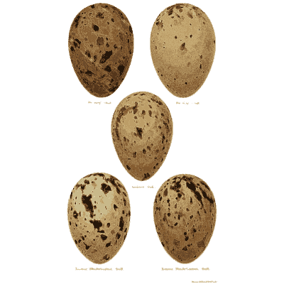 Five dark blotched eggs - Coloured Figures of the Eggs of British Birds - 1896