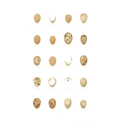 Grid of small eggs 02 - Coloured Figures of the Eggs of British Birds - 1896