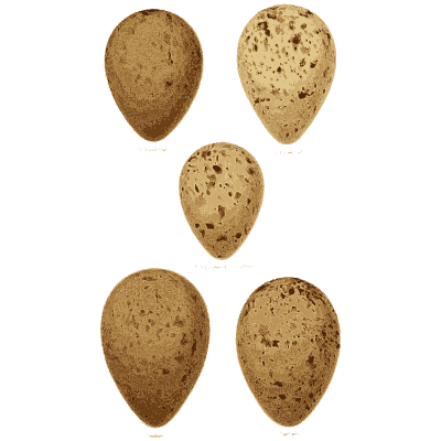Five brown blotched eggs - Coloured Figures of the Eggs of British Birds - 1896
