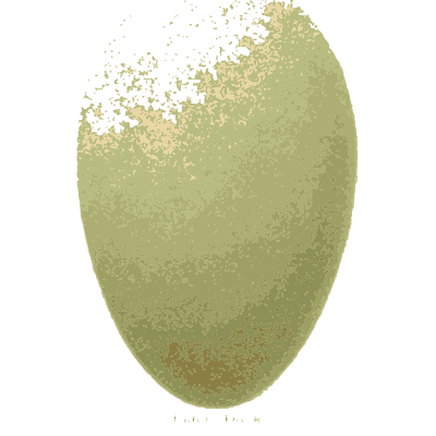 Cream and green eggs - Coloured Figures of the Eggs of British Birds - 1896