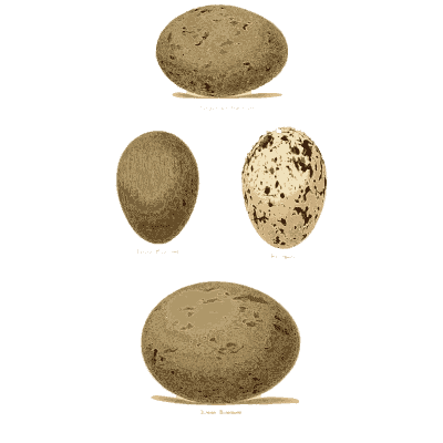 Four freckled and streaked eggs - Coloured Figures of the Eggs of British Birds - 1896