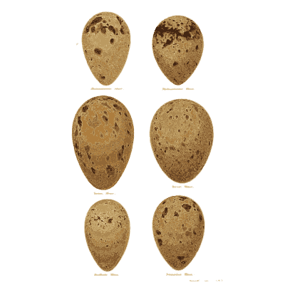 Six brown speckled eggs 03 - Coloured Figures of the Eggs of British Birds - 1896