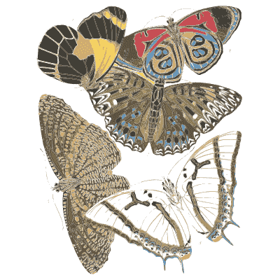 Butterfly composition plate 01 - Papillons - 1925