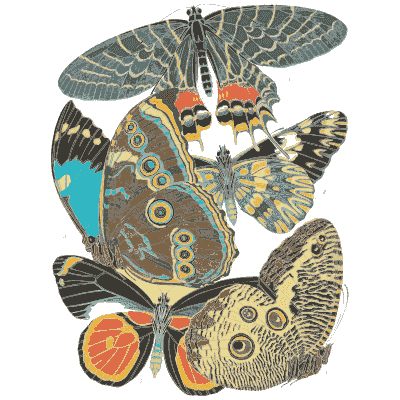Butterfly composition plate 02 - Papillons - 1925