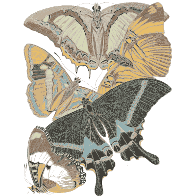 Swallowtail composition plate 01 - Papillons - 1925