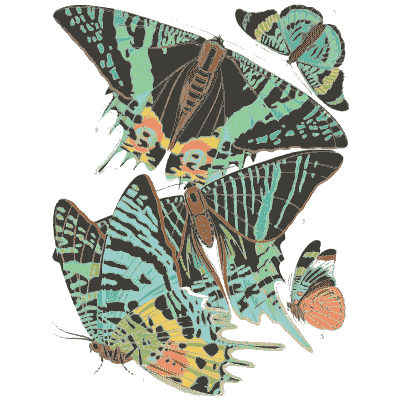 Butterfly and moth composition plate - Papillons - 1925