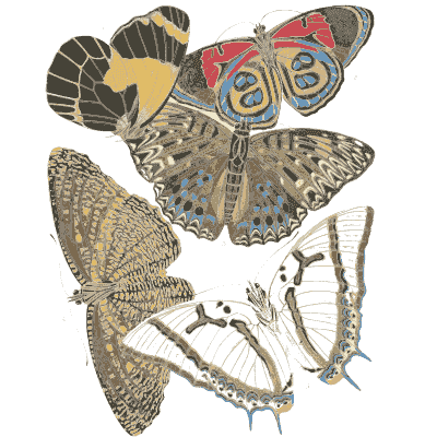 Butterfly composition plate in cream 01 - Papillons - 1925