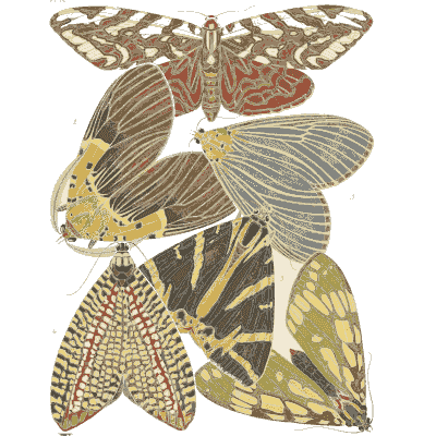 Moth composition plate in gold - Papillons - 1925