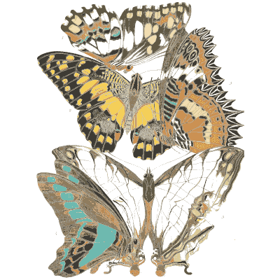 Butterfly composition plate 04 - Papillons - 1925