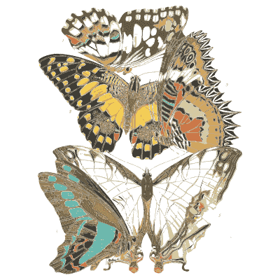 Swallowtail and butterfly composition plate - Papillons - 1925