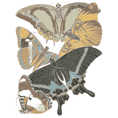 Swallowtail composition plate 02 - Papillons - 1925