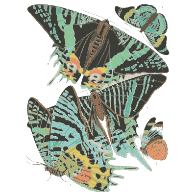 Butterfly composition plate 05 - Papillons - 1925