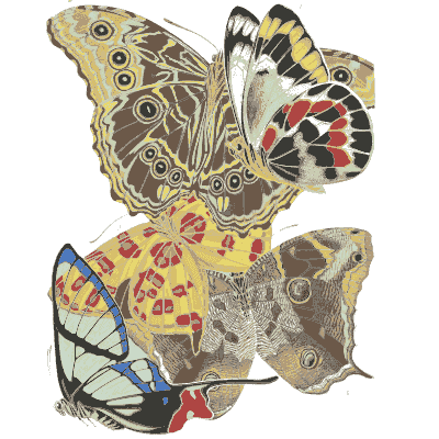 Moth composition plate 03 - Papillons - 1925