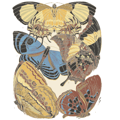 Butterfly composition plate 06 - Papillons - 1925