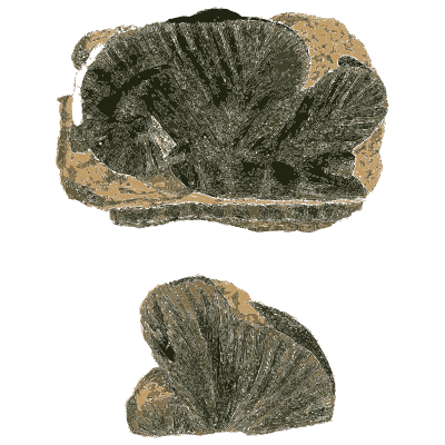 Radiating dark crystal fans - British Mineralogy, Volume 1 - 1804