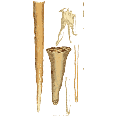 Tapered fossil rods - British Mineralogy, Volume 1 - 1804