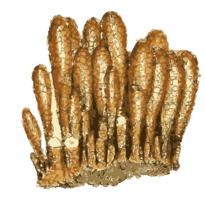 Brown stalactite columns - British Mineralogy, Volume 1 - 1804