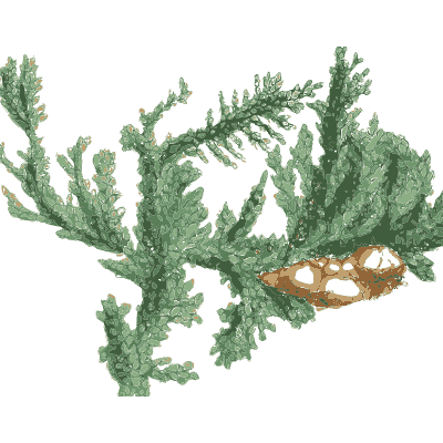 Green branching mineral frond - British Mineralogy, Volume 1 - 1804