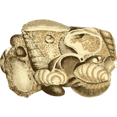 Stone packed with fossil shells - British Mineralogy, Volume 1 - 1804