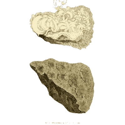 Pale crusted rock and dark fragment - British Mineralogy, Volume 1 - 1804