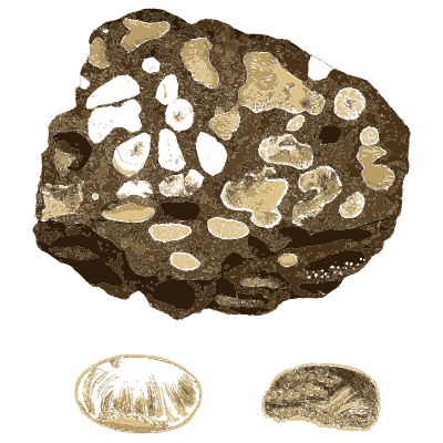 Conglomerate with pale pebbles - British Mineralogy, Volume 1 - 1804
