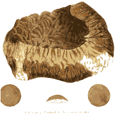 Hollow ribbed brown nodule - British Mineralogy, Volume 1 - 1804