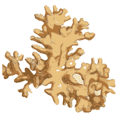 Branching dendritic mineral growths - British Mineralogy, Volume 1 - 1804