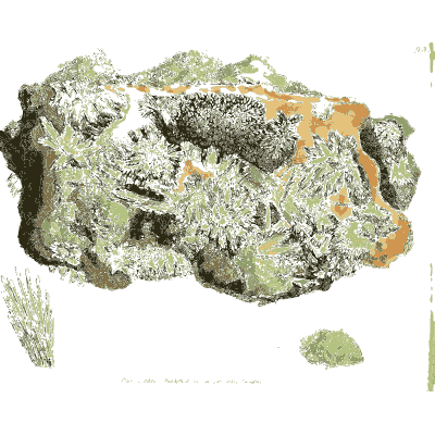 Green mossy mineral crust - British Mineralogy, Volume 1 - 1804