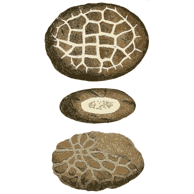 Cut oval stones with netted interiors - British Mineralogy, Volume 1 - 1804