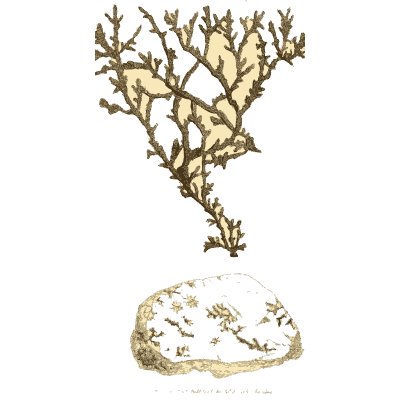 Brown dendrite on pale stone - British Mineralogy, Volume 1 - 1804
